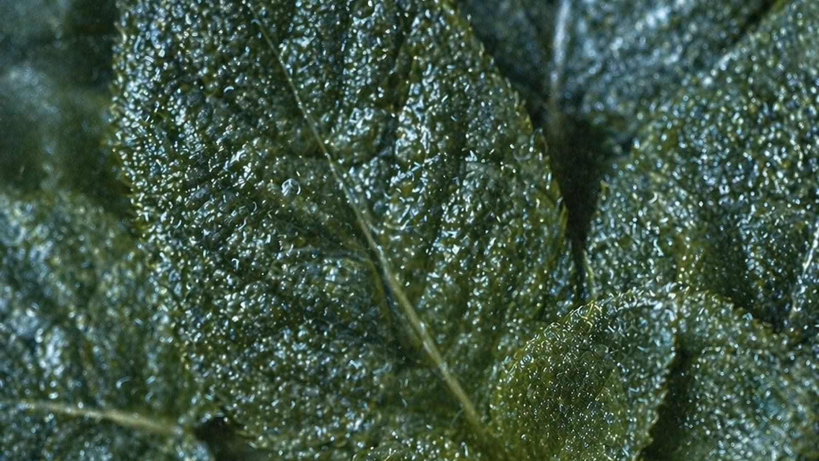 Rain-wet green leaves showing the living cycle of a tree.