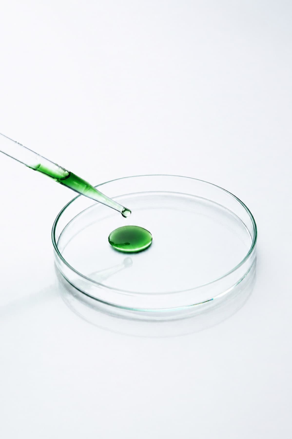 Earth & Ember editorial image for Why chlorophyll exists.