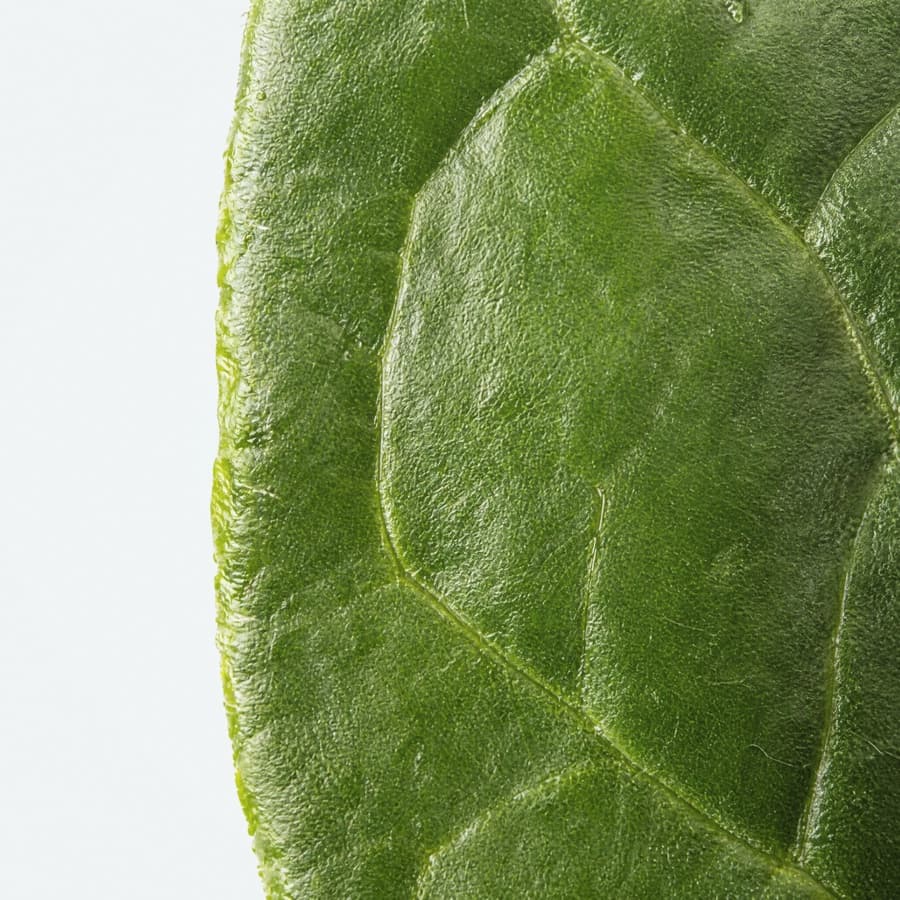 Chlorophyll ingredient detail for REFRESH formula card